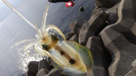 ナイトエギング