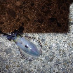 いなくはないけど数は少ない