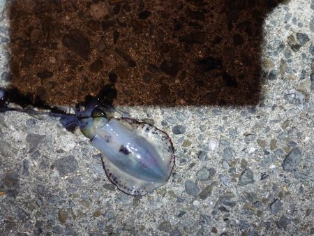 いなくはないけど数は少ない