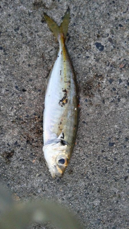 久しぶりの釣り