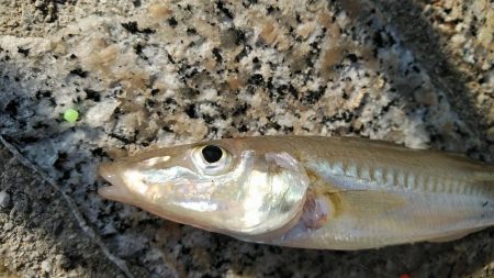 水濁りが消えたから……