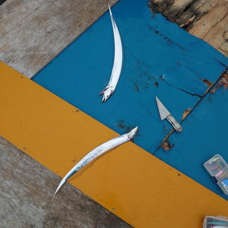 今シーズン初タチウオ