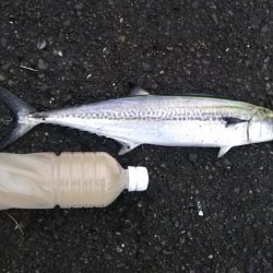 久美浜 陸っぱり 釣り 魚釣り 釣果情報サイト カンパリ