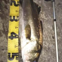 ぶらシーバス！！