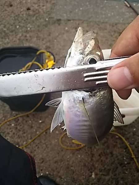 良型アジ⇒ウキタチ