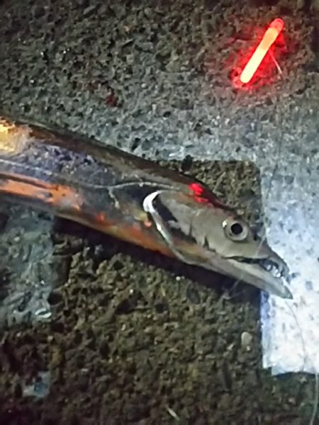 たちうおエサなくなるまで釣れる