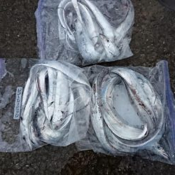 タチウオ！絶好調です！