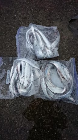 タチウオ！絶好調です！