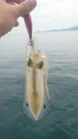 今季初エギング！