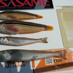 東二見白灯台波止へキス調査