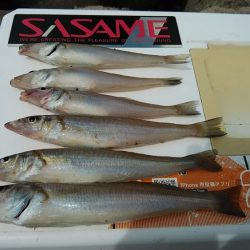 高砂港でリベンジキス