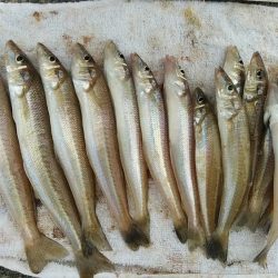 播磨新島のキスが釣れ始めました