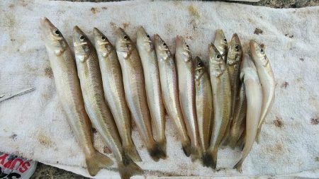 播磨新島のキスが釣れ始めました