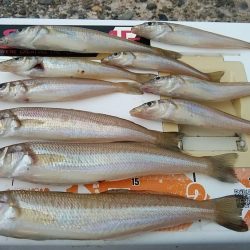 今日も釣友と播磨新島へ連投