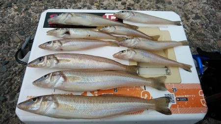 今日も釣友と播磨新島へ連投