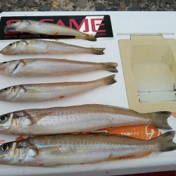 播磨新島へ３連投