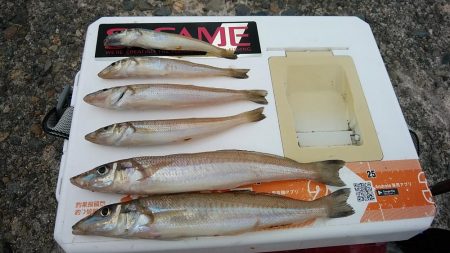 播磨新島へ３連投