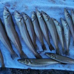 播磨新島へ４連投