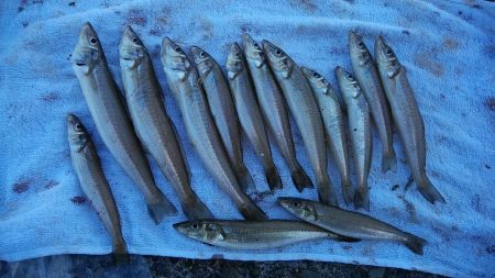 播磨新島へ４連投