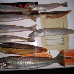 今日も播磨新島のキス調査