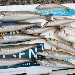 雨の播磨新島へキス調査　