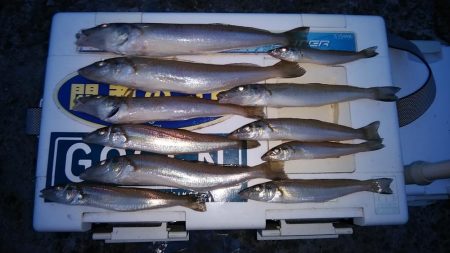 時合いバッチリの播磨新島釣行