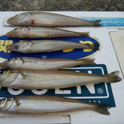 ピークを迎えた播磨新島のキス