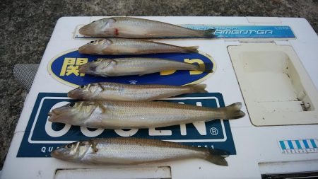 ピークを迎えた播磨新島のキス