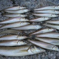 播磨新島でシーズン最大のキスが釣れました