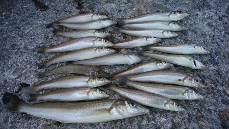 播磨新島でシーズン最大のキスが釣れました