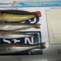 今日も播磨新島の様子を見て来ました