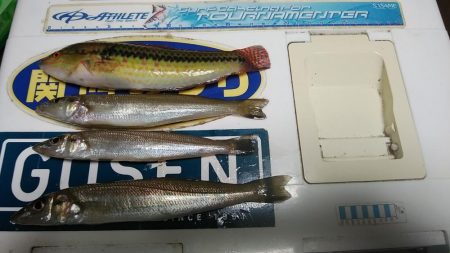 今日も播磨新島の様子を見て来ました