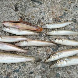 播磨新島８連投