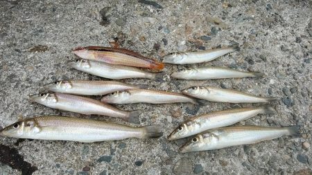 播磨新島８連投