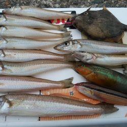 早朝から播磨新島へキス調査