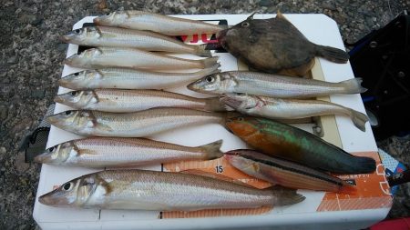 早朝から播磨新島へキス調査