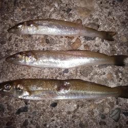 １６時から播磨新島へキス調査