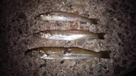 １６時から播磨新島へキス調査