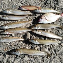 強風の播磨新島釣行