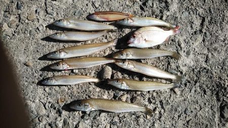 強風の播磨新島釣行