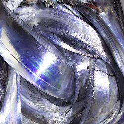 やっぱいた!タチウオ!