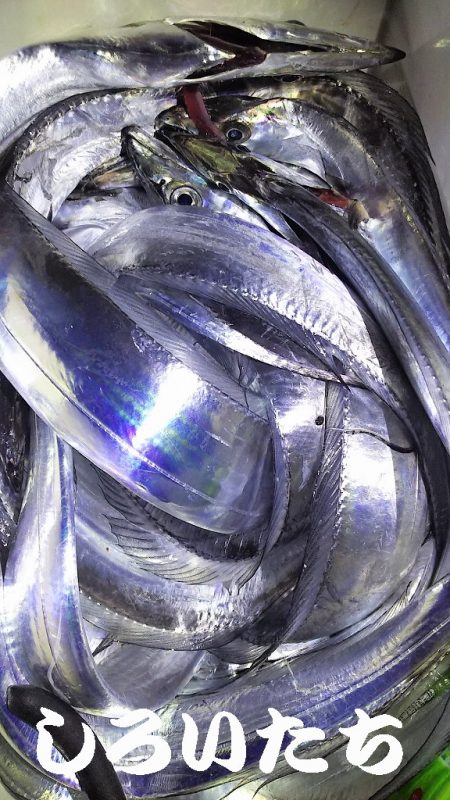 やっぱいた!タチウオ!