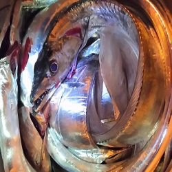 今日はタチウオ10匹釣る!と余裕のつもりが厳しかった!