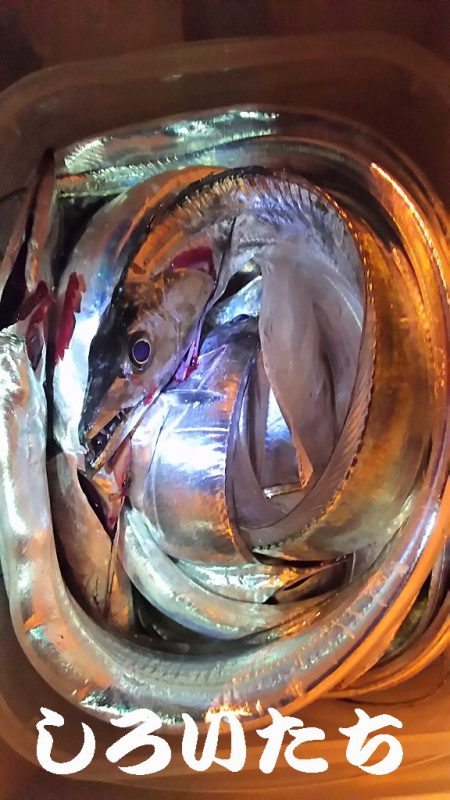 今日はタチウオ１０匹釣る！と余裕のつもりが…