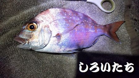 アジをねらうと、違う魚が釣れました。