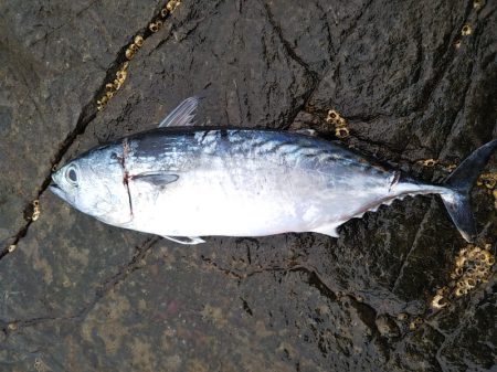 小雨の磯は穏やかでした