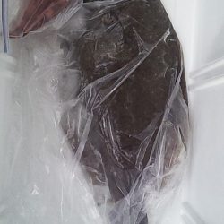 座布団まであと一歩