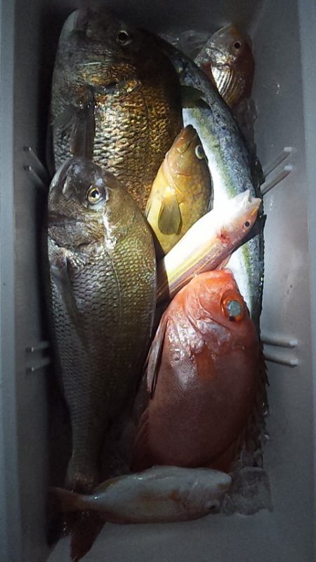 クーラーの中はカラフル