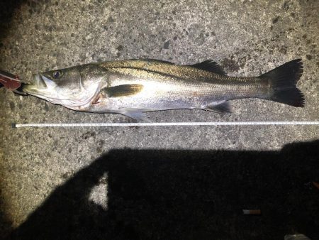 そこら中でボイルが