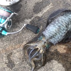 簡単で楽しい!秋のアオリイカ釣行!